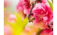 桃花都快開了 你還宅在家里嗎？