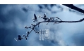 今日霜降 | 一年補透透，不如補霜降